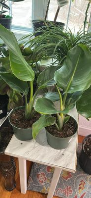 Strelitzia nicolai- White Bird of Paradise 6 In Pot