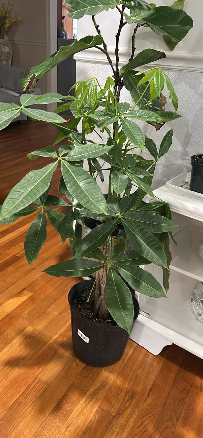 Money Tree 6 In Pot