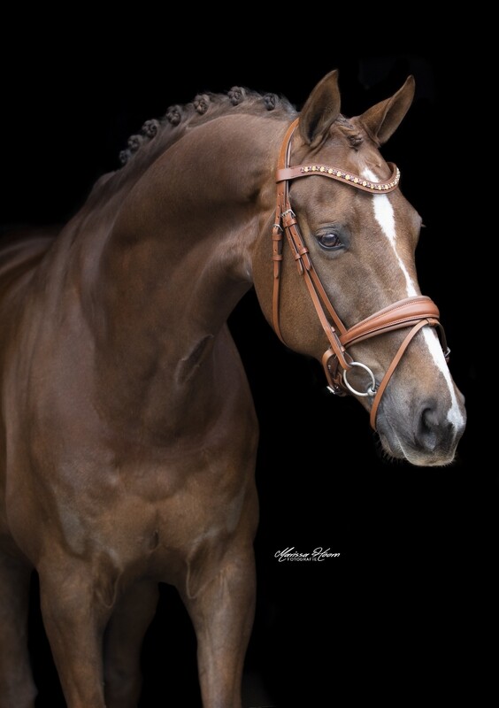 MbF Breezer snaffle bridle