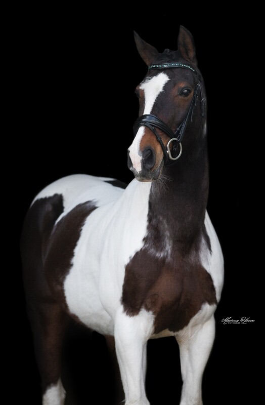 MbF Elexia snaffle bridle