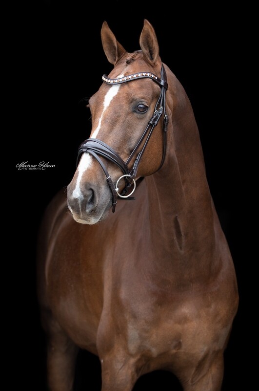 MbF Elexia snaffle bridle brown