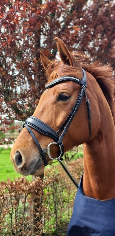 MbF bridle Kisco