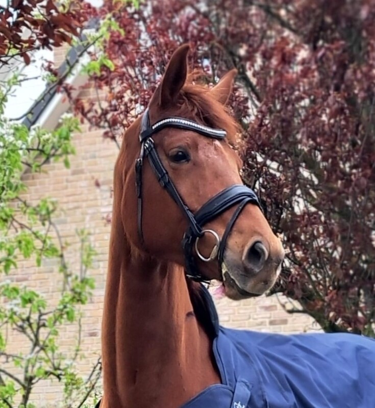 MbF bridle Kisco