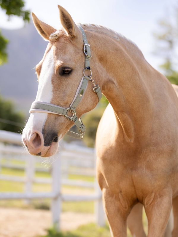 LeMieux Versailles halster