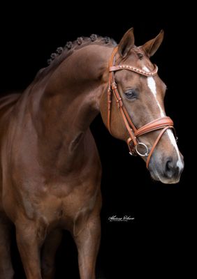 Bridles &amp; accessories 