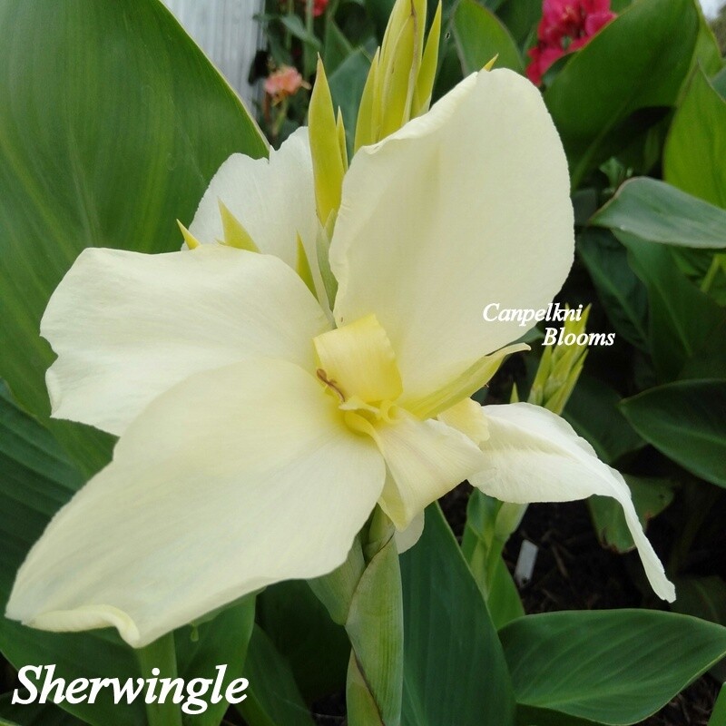 Canna Sherwin, 1.7m tall