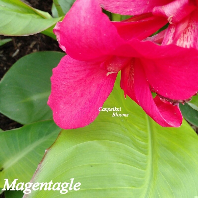Canna Magentagle