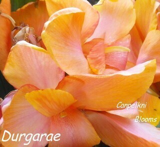 Canna Durgarae