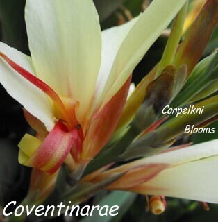 Canna Coventinarae, 1.2 meters tall