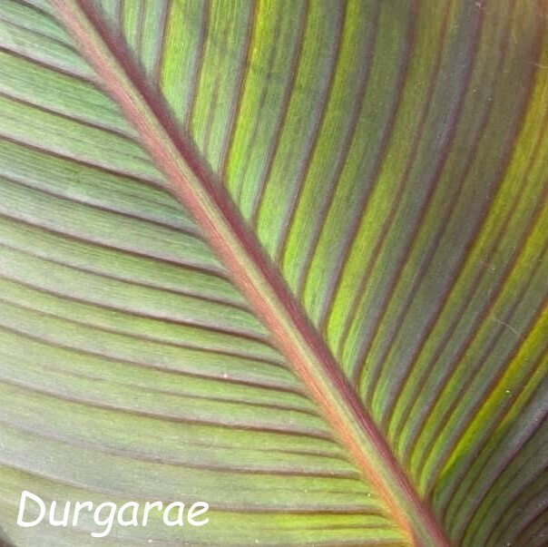 Canna Durgarae