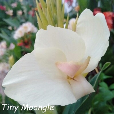 canna Lily Tiny Moongle for sale