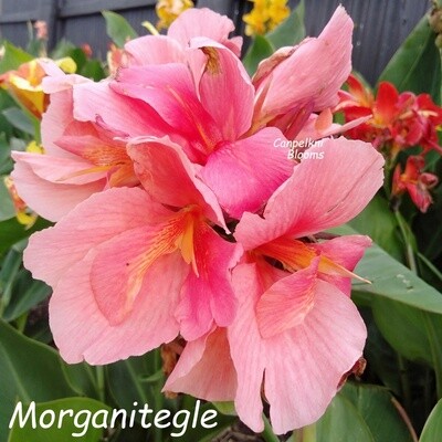 Canna Morganite