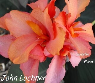 Canna John Lochner, 1.7m tall