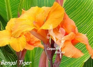 Canna Bengal Tiger, 1.8 m tall