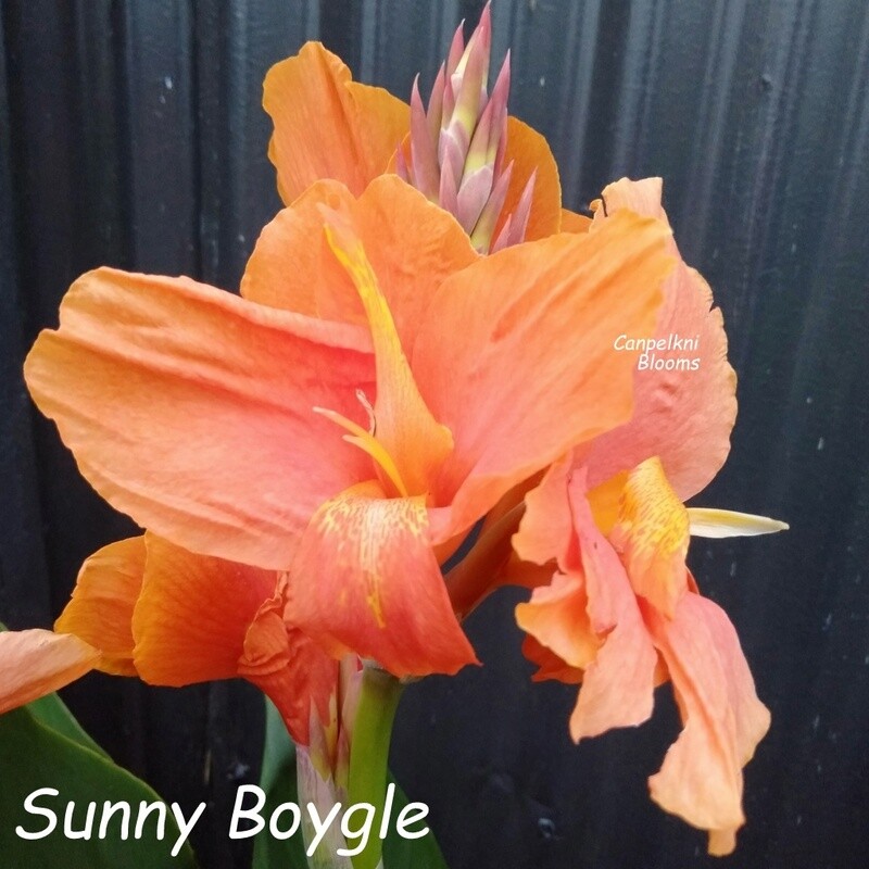Canna Sunny Boygle, 1.9 m tall
