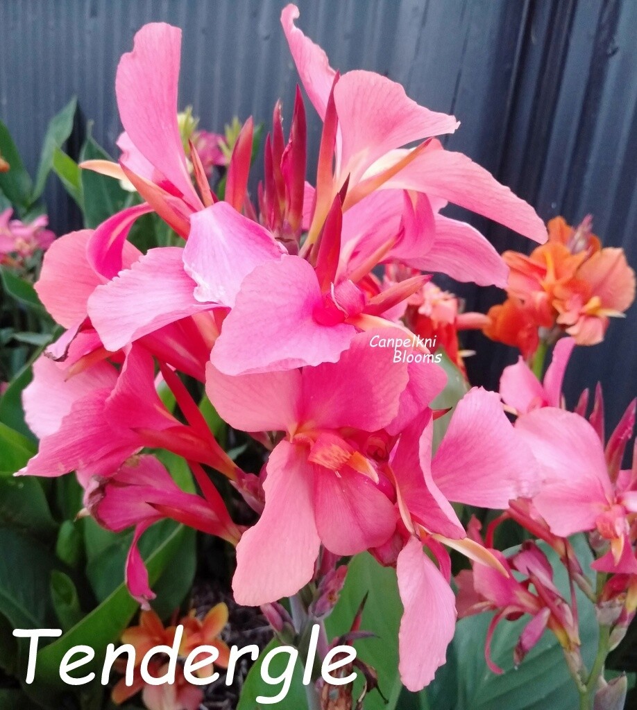 Canna Tendergle