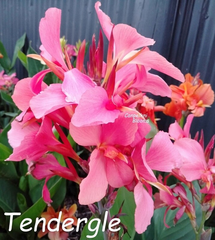 Canna Tendergle