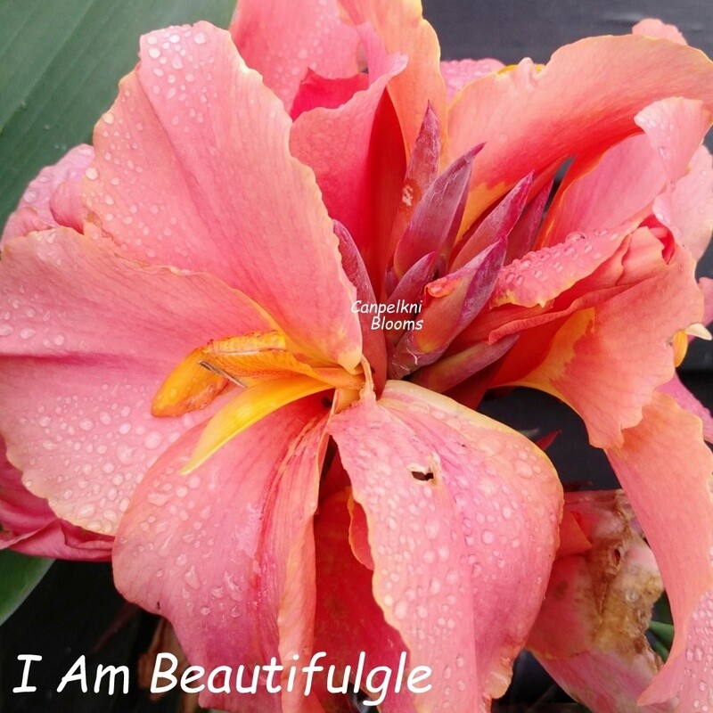 Canna I Am Beautiful