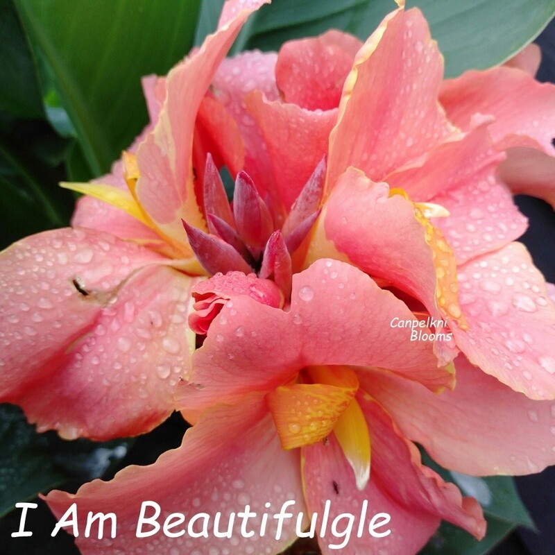 Canna I Am Beautiful