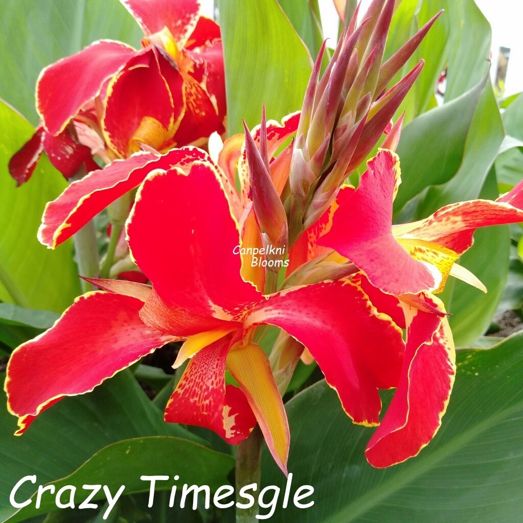Canna Crazy Times, 1.6m tall