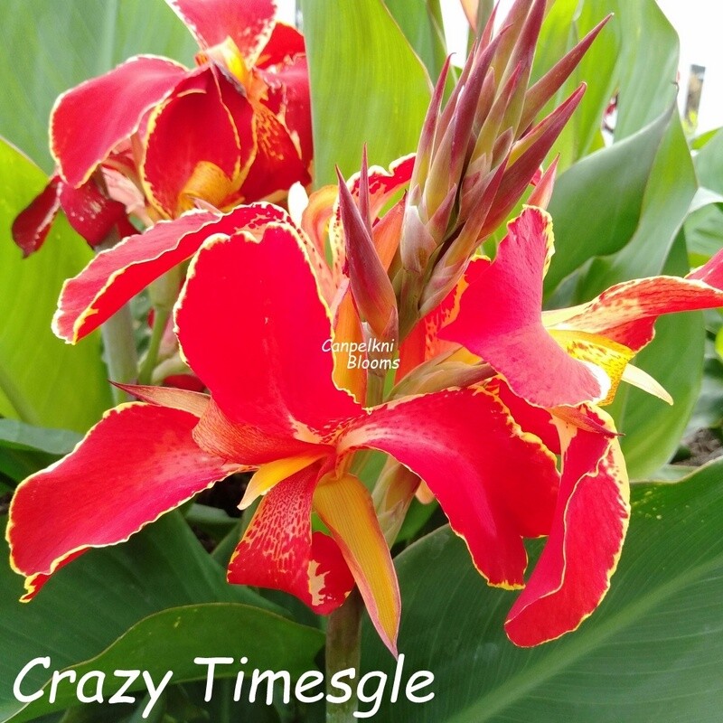 Canna Crazy Times, 1.6m tall