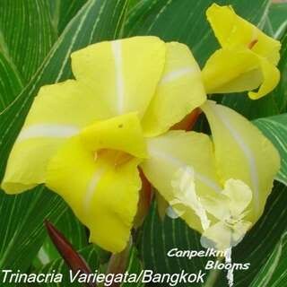 Canna Trinacria Variegata
