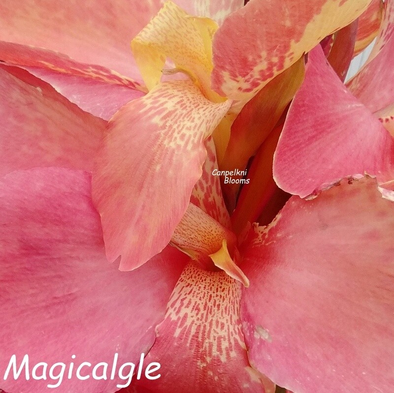 Canna Magicalgle