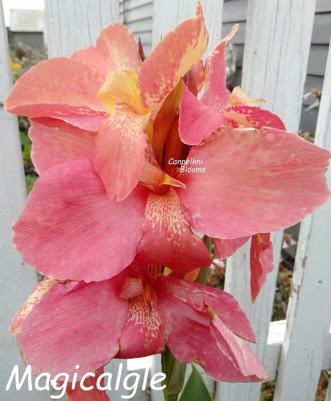 Canna Magicalgle