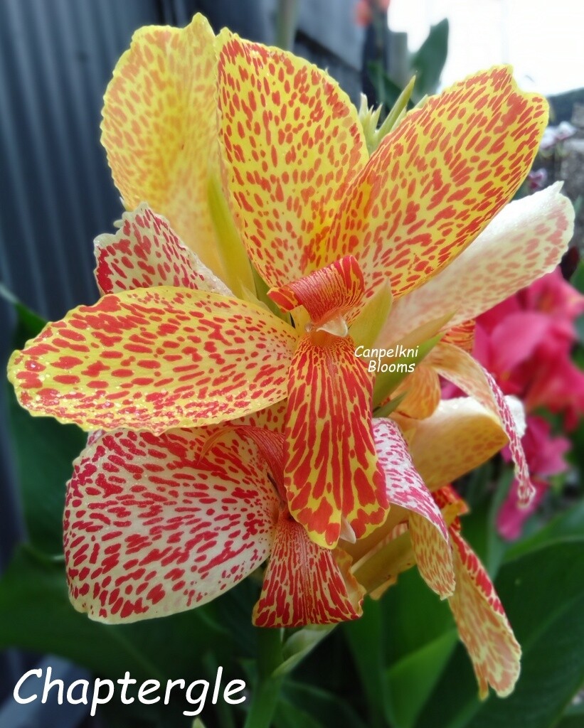 Canna Chapter, 1.9 meters tall