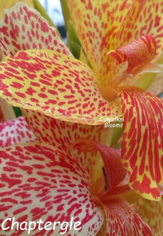Canna Chapter