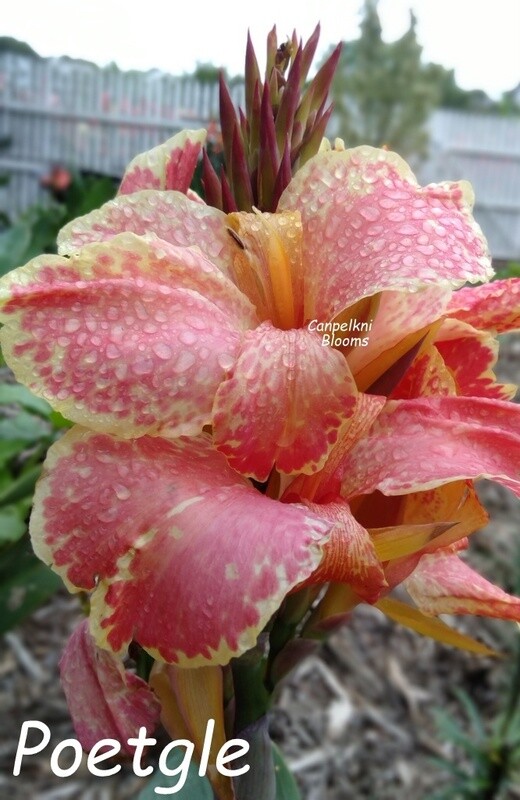 Canna Poetgle, 1.7 m tall