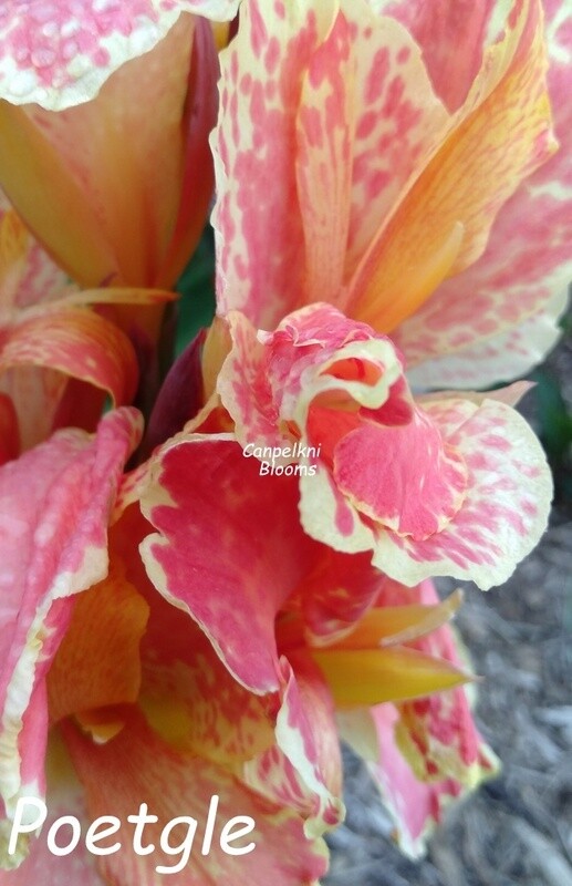 Canna Poetgle, 1.7 m tall