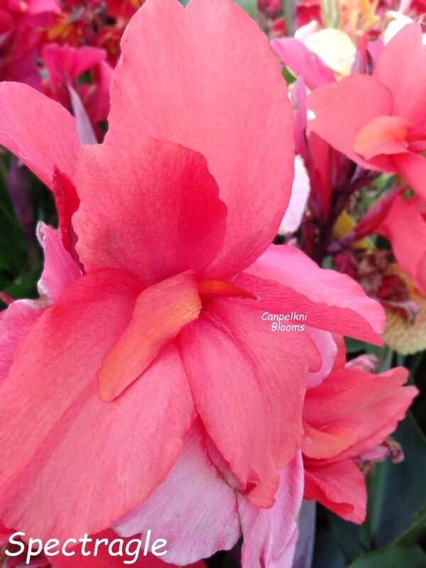 Canna Spectra, 1.6 meters tall
