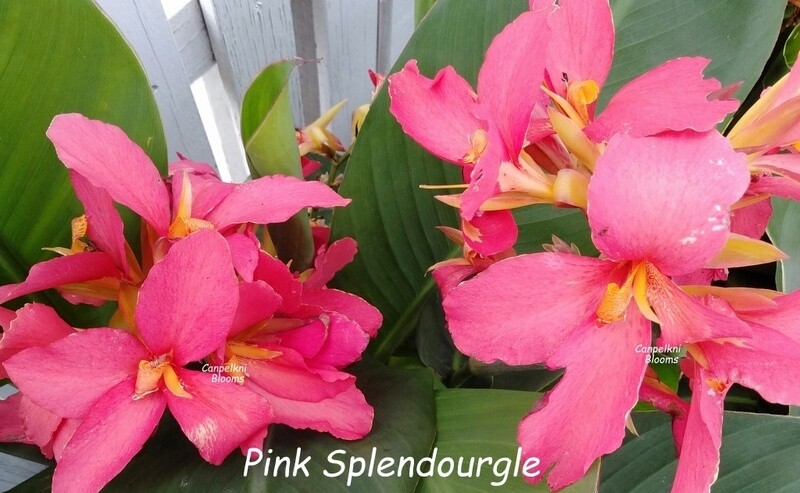 Canna Pink Splendour, 1.7 m tall