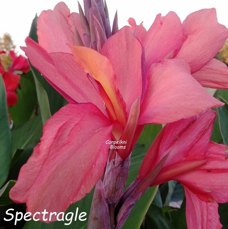 Canna Spectra, 1.6m tall