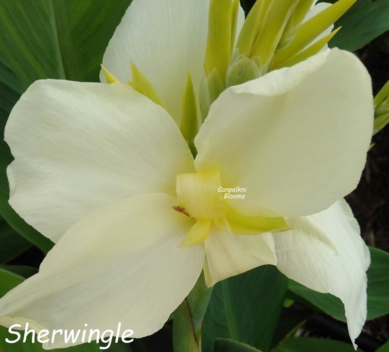 Canna Sherwin, 1.7m tall