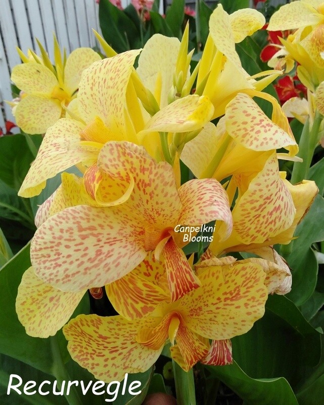 Canna Recurve, 1.6 m tall
