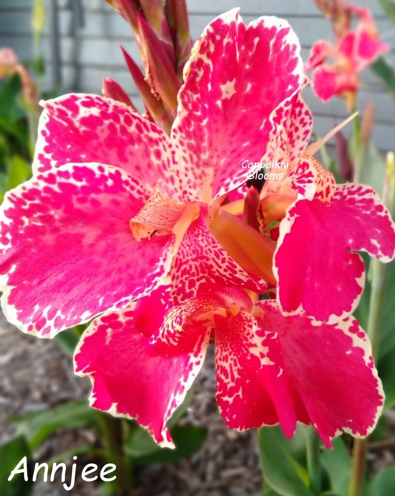 Canna Annjee, 1.5 m tall