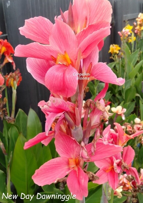 Canna New Day Dawning