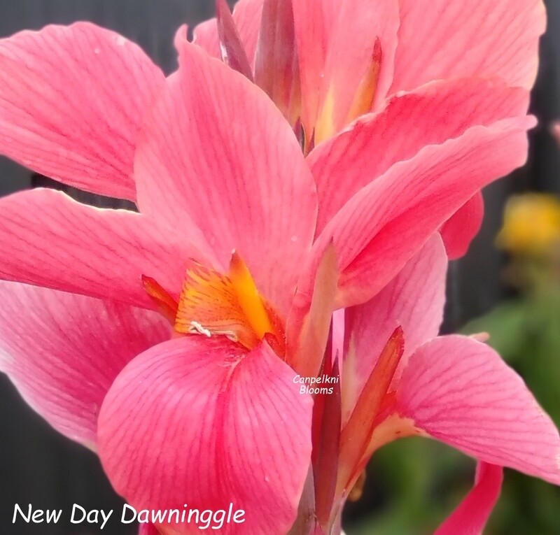 Canna New Day Dawning, 2+ meters tall