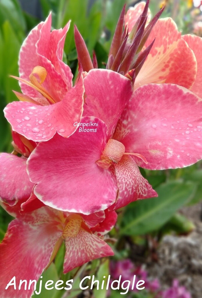 Canna Annjees Child, 1.2 m tall