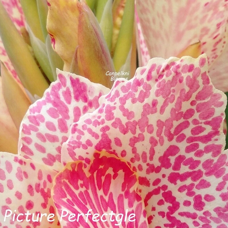 Canna Picture Perfectgle, 1.5 m tall