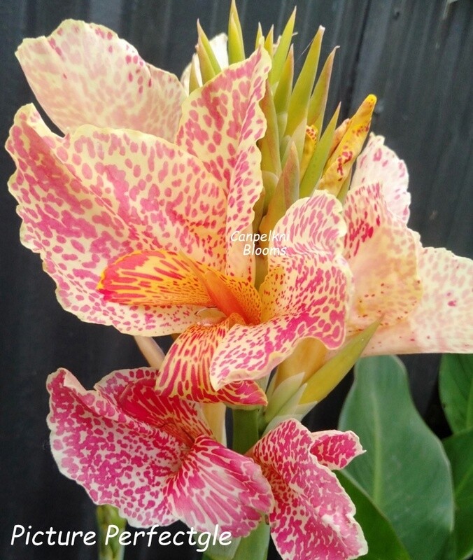 Canna Picture Perfectgle, 1.5 m tall