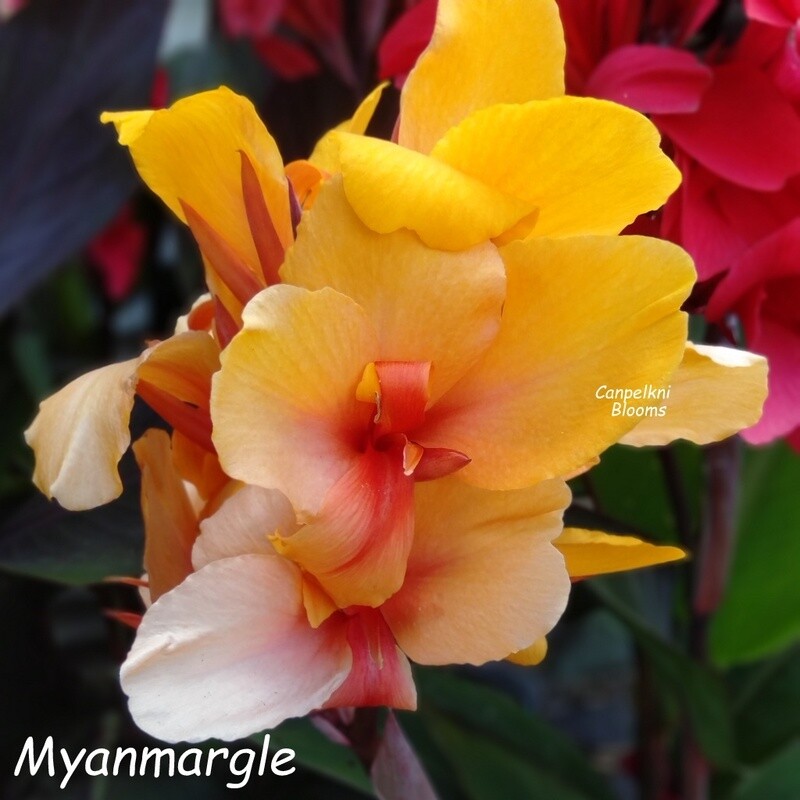 Canna Myanmar, 1.5m tall