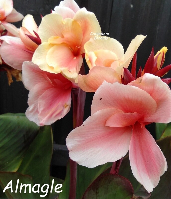 Canna Almagle, 1.1 meters tall