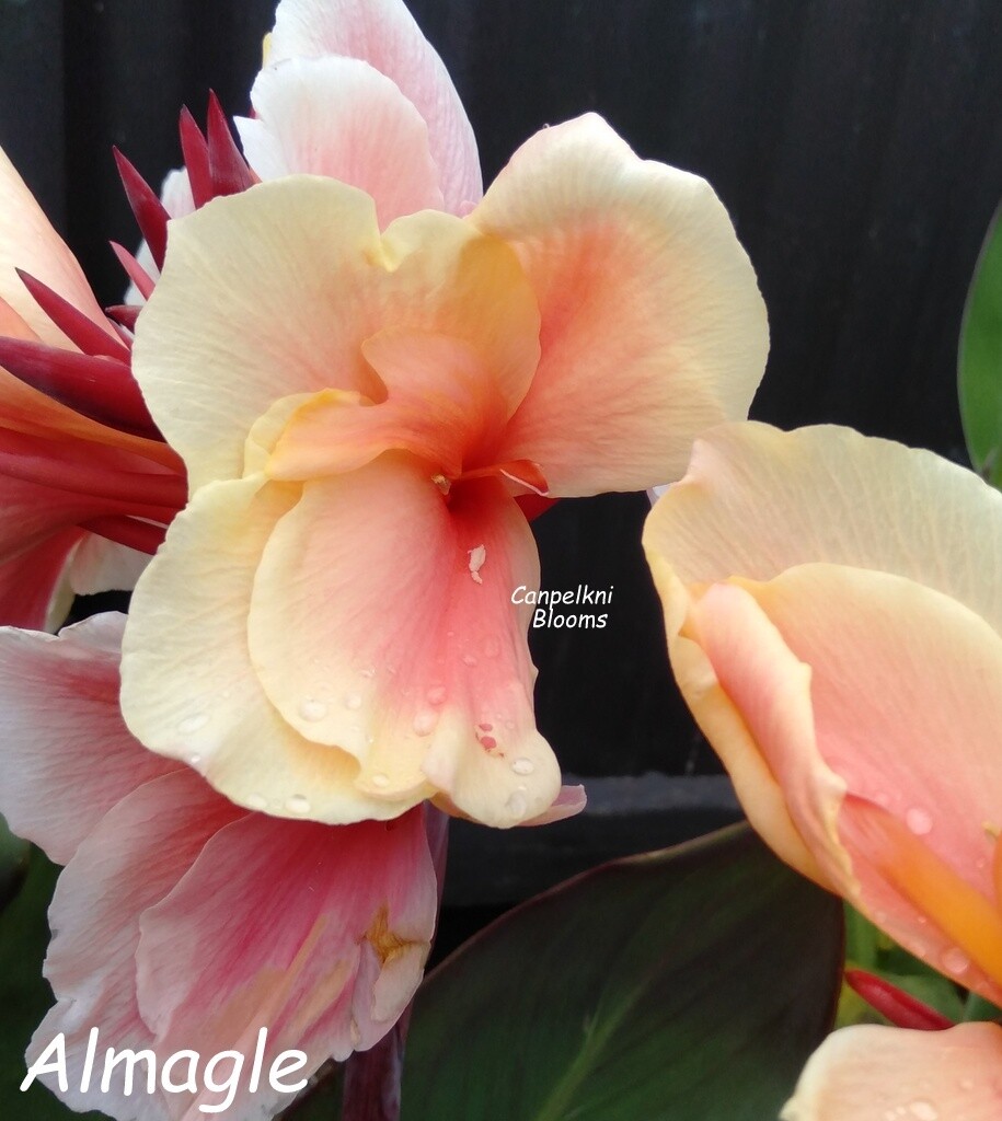 Canna Almagle