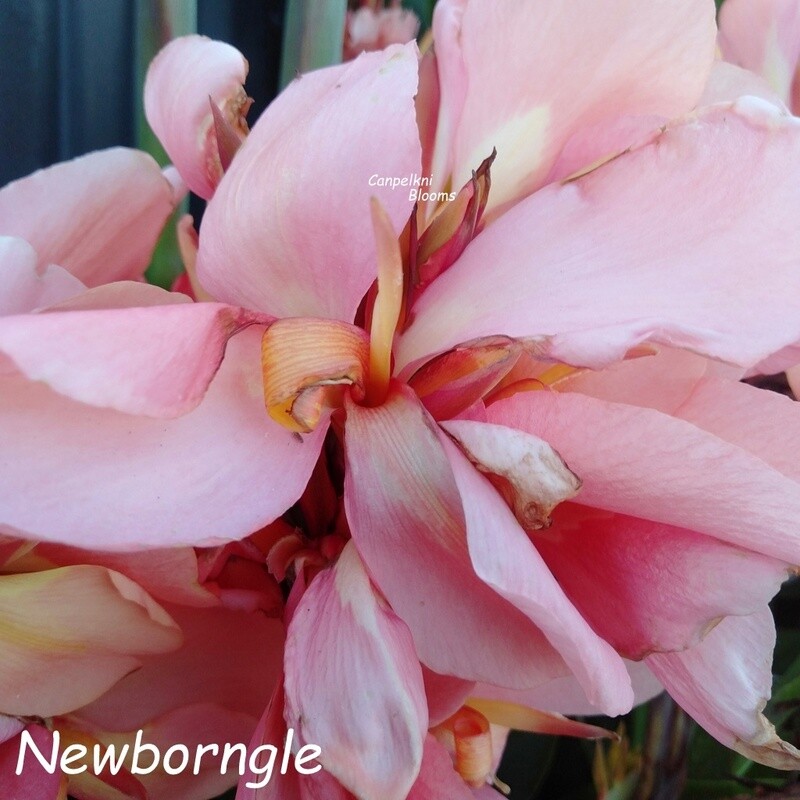 Canna Newborngle