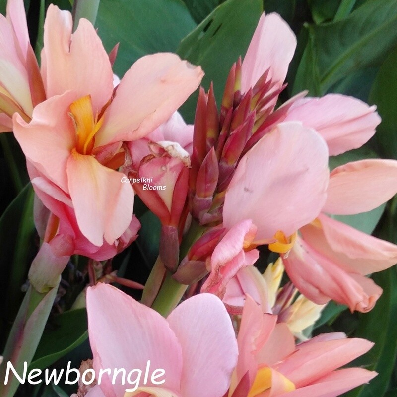 Canna Newborngle