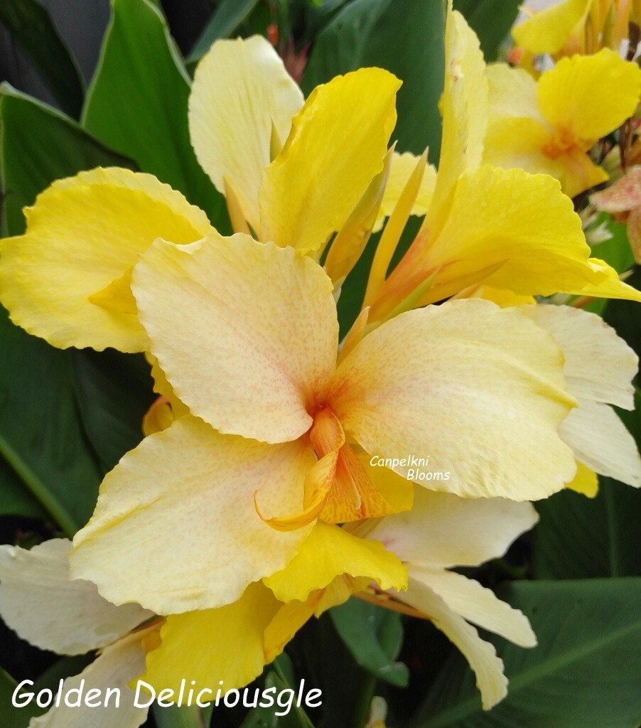 Canna Golden Deliciousgle, 1.8 m tall