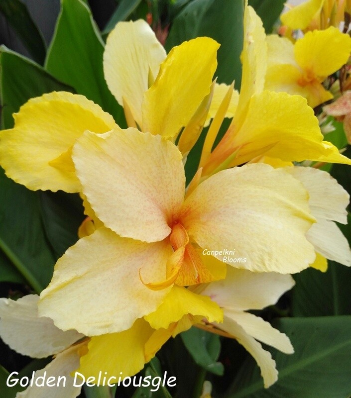 Canna Golden Deliciousgle, 1.8 m tall